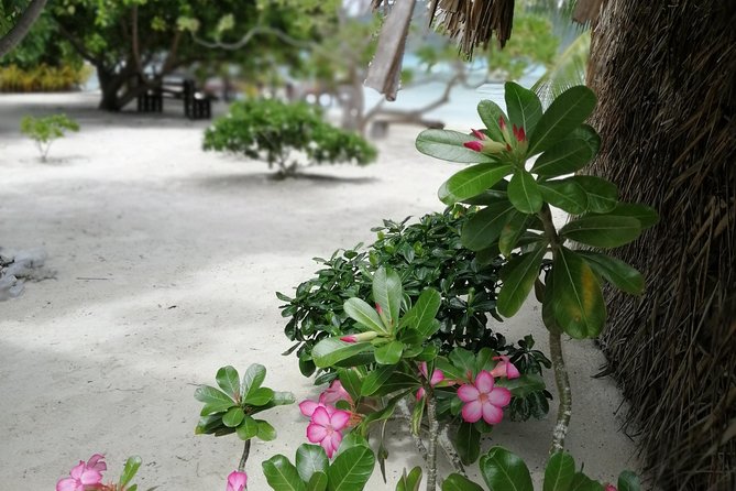 PRIVATE FULL DAY LAGOON TOUR - Bora Bora Cultural Lagoon Tour - The coral garden and stingray stop
