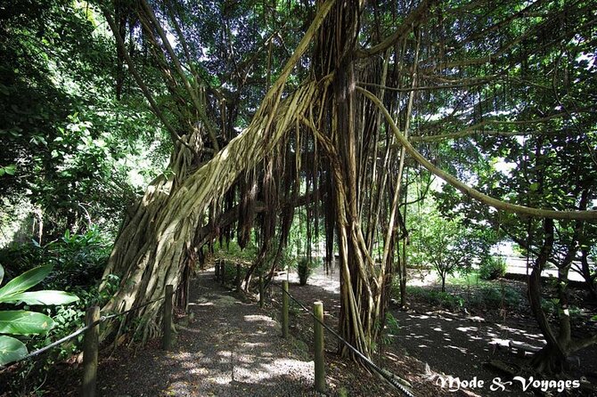 Private Full Day Tour of Tahiti - Faarumai Waterfalls bring the rainforest back