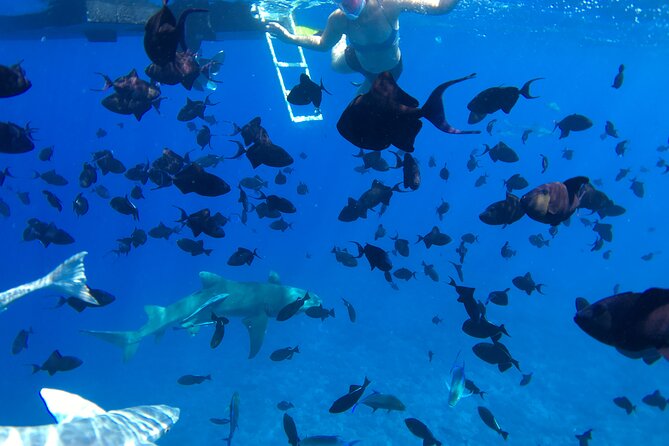 PRIVATE HALF DAY LAGOON TOUR - Bora Bora Cultural Lagoon Tour - Shark country with black tips and lemon sharks