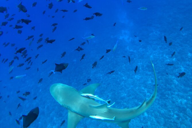 PRIVATE HALF DAY LAGOON TOUR - Bora Bora Cultural Lagoon Tour - Is $1,336.10 good value for six people?