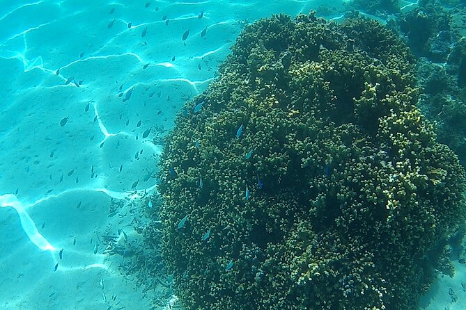 Private Half Day Sailing Excursion on the Lagoon of Tahiti - Second stop: shallow water, fruit, and local punch
