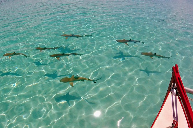 PRIVATE Half Day Tour : Moorea Snorkeling & Sailing on a Catamaran named Taboo - Swimming with rays and blacktip reef sharks