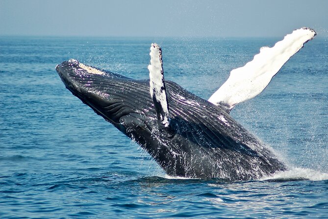 Private Half Day Whale Watching Tour - Starting at Coco Beach Restaurant Parking