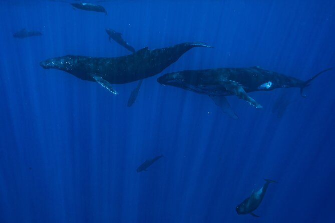 Private Half Day Whale Watching Tour - What makes the guides a major strength