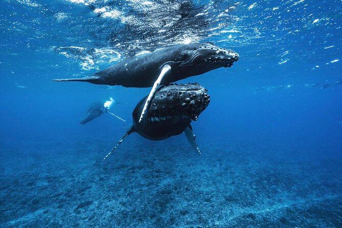 Private Half Day Whale Watching Tour - The first hours: heading out in search of humpbacks