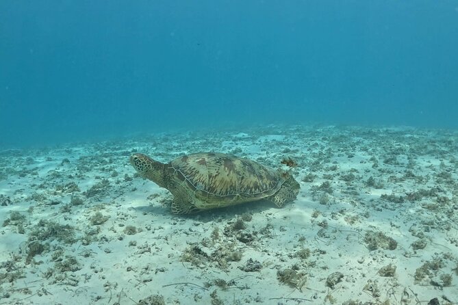 Private Lagoon Exploration and Snorkeling in Moorea - Watching for Spinner Dolphins at the Reef’s Edge