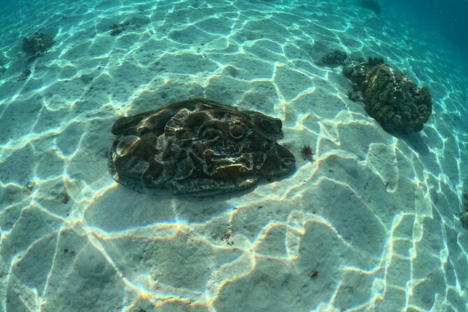 Private Lagoon Exploration and Snorkeling in Moorea - Finding the Underwater Tiki