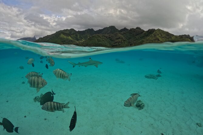 Private Lagoon Exploration and Snorkeling in Moorea - What the Four Hours Feel Like