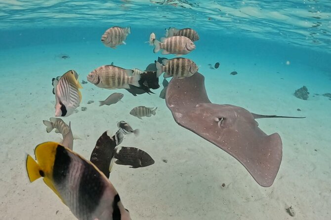 Private Lagoon Exploration and Snorkeling in Moorea - Swimming Near Stingrays and Blacktip Sharks