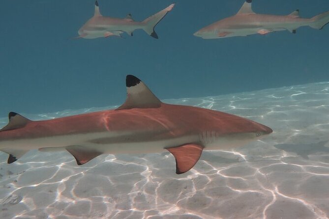 Private lagoon tour (rays, sharks, turtles) by boat in Moorea - Cook’s Bay from the water