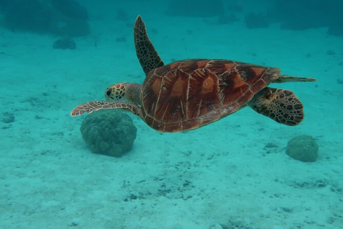 Private lagoon tour (rays, sharks, turtles) by boat in Moorea - A guide-led trip with a personal touch