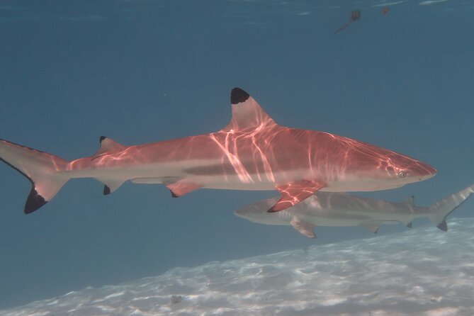 Private lagoon tour (rays, sharks, turtles) by boat in Moorea - Price and value for two people