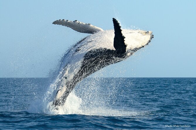 Private Marine Excursion and snorkeling in the lagoon of Moorea - Searching for dolphins and cruising the bays