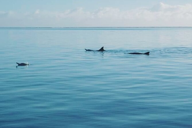 Private Marine Excursion and snorkeling in the lagoon of Moorea - A relaxing sandbank stop