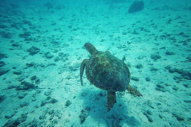 Private Marine Excursion and snorkeling in the lagoon of Moorea - Turtles, leopard rays, and the coral garden