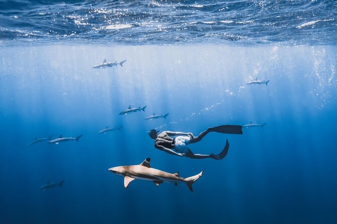 Private Marine Wildlife Adventure with Underwater Photography - Starting at Plage de Tiahura