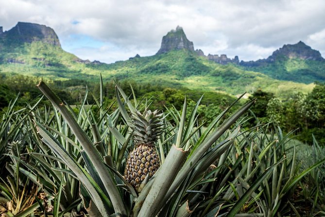 Private Morning Moorea 4WD Tour with Champagne - Why this Moorea tour works so well in a morning