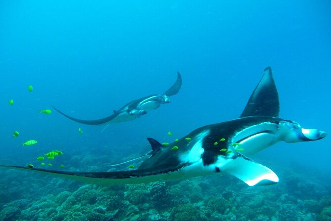 Private Reef Discovery Luxury Dream Day Tour in Bora Bora - Spotting Manta Rays and Eagle Rays