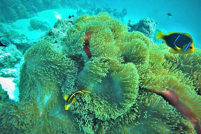 Private Reef Discovery Luxury Dream Day Tour in Bora Bora - What the $2,035.74 Price Really Buys