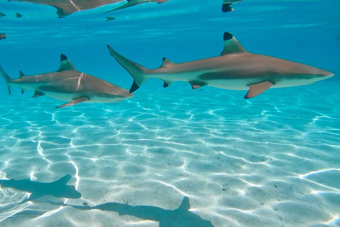 PRIVATE Sunset Tour: Moorea Snorkeling on a Catamaran named Taboo - Snorkeling with sharks, rays, and reef fish