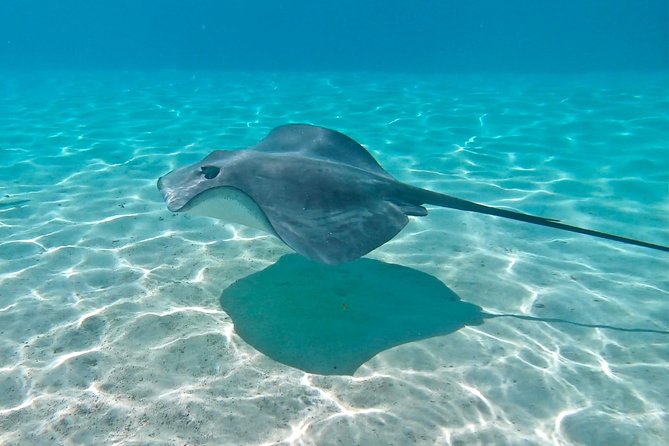 PRIVATE Sunset Tour: Moorea Snorkeling on a Catamaran named Taboo - Who should book Taboo?