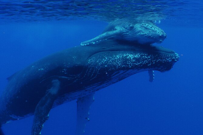 Private Tour 4h Whale watching quiet area peninsula Tahiti - Key points to know before booking