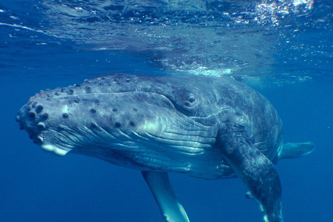 Private Tour 4h Whale watching quiet area peninsula Tahiti - Why Tahiti’s southern peninsula makes a good whale-watching base