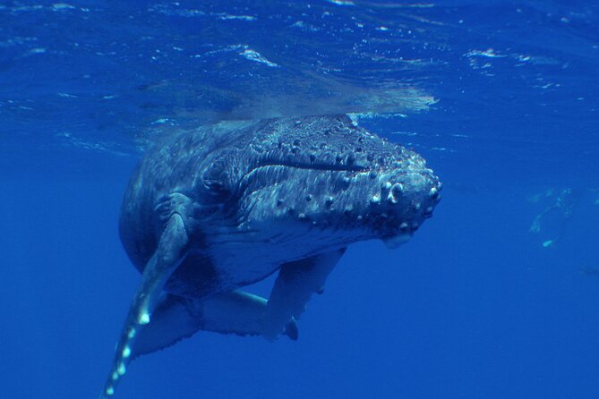 Private Tour 4h Whale watching quiet area peninsula Tahiti - The Teahupoo wave without making it the whole show
