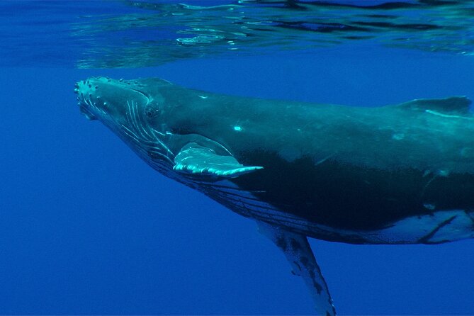 Private Tour 4h Whale watching quiet area peninsula Tahiti - Reaching Fenua Aihere by boat