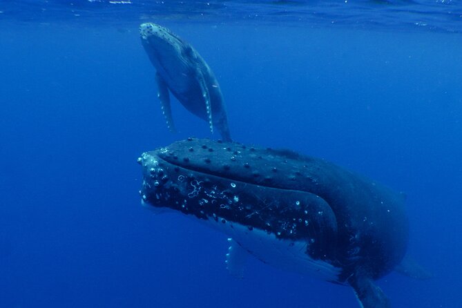 Private Tour 4h Whale watching quiet area peninsula Tahiti - Entering the water, only when conditions are right