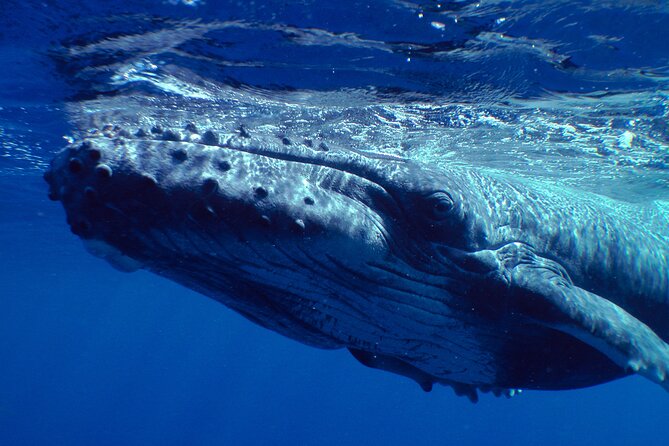 Private Tour 4h Whale watching quiet area peninsula Tahiti - Is $2,417.13 a fair price?