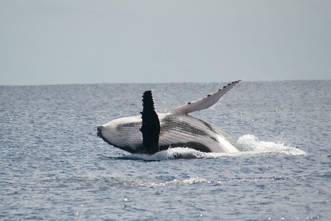 Private Tour 4h Whale watching quiet area peninsula Tahiti - Searching for whales with time to listen