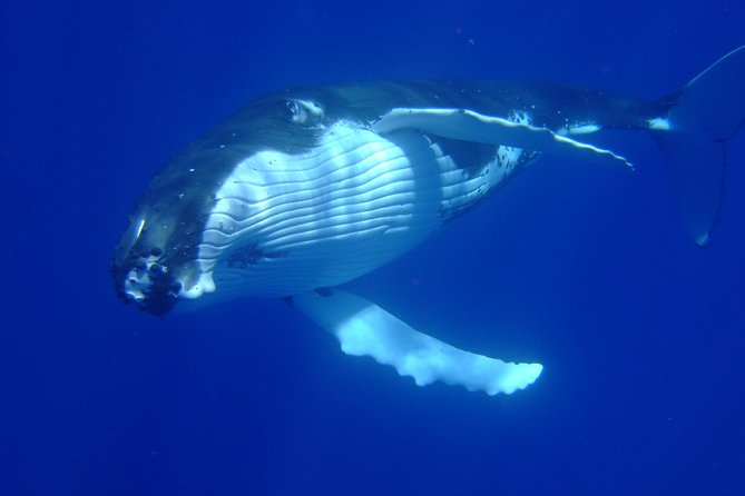 Private Tour: Bora Bora Whale Watching & Swimming Experience - Three hours focused on humpback whales