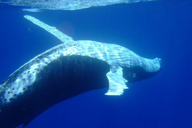 Private Tour: Bora Bora Whale Watching & Swimming Experience - Drinks, towels, and what you need to bring