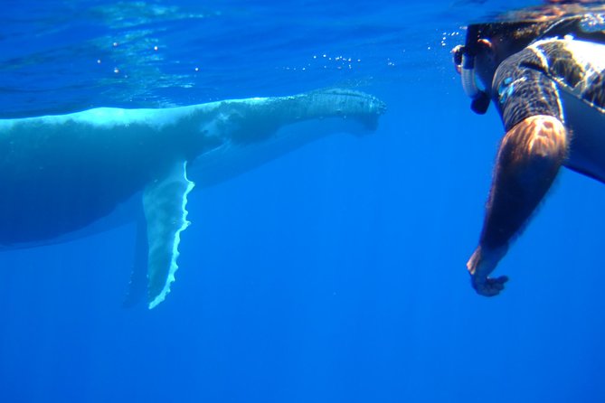 Private Tour: Bora Bora Whale Watching & Swimming Experience - Who will enjoy this private Bora Bora tour?