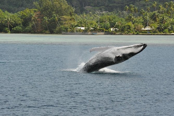 Private Tour: Bora Bora Whale Watching & Swimming Experience - Booking advice and cancellation terms