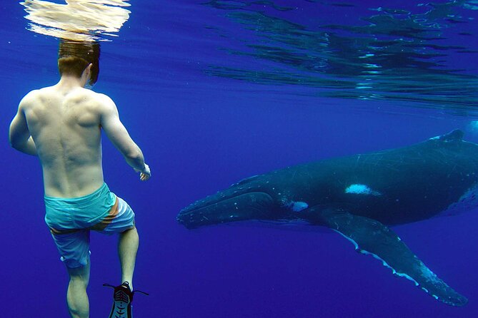 Private Tour: Bora Bora Whale Watching & Swimming Experience - Choosing between watching from the boat and swimming