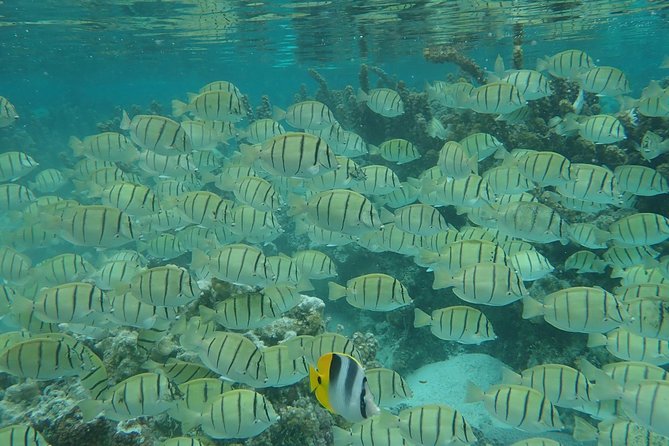 Private tour from Raiatea - 1/2 day excursion to Tahaa or other - Choosing between a distillery, pearl farm, and coral garden