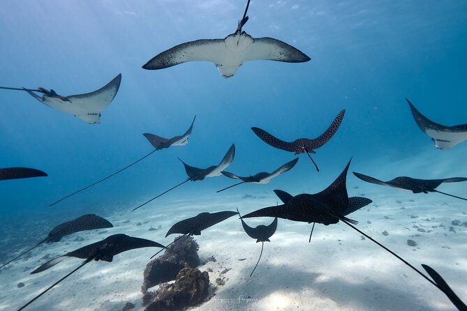 Private tour in Moorea by boat, visit and snorkeling - Key points to know before booking