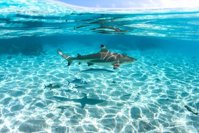 Private tour in Moorea by boat, visit and snorkeling - Why Moorea works so well by boat