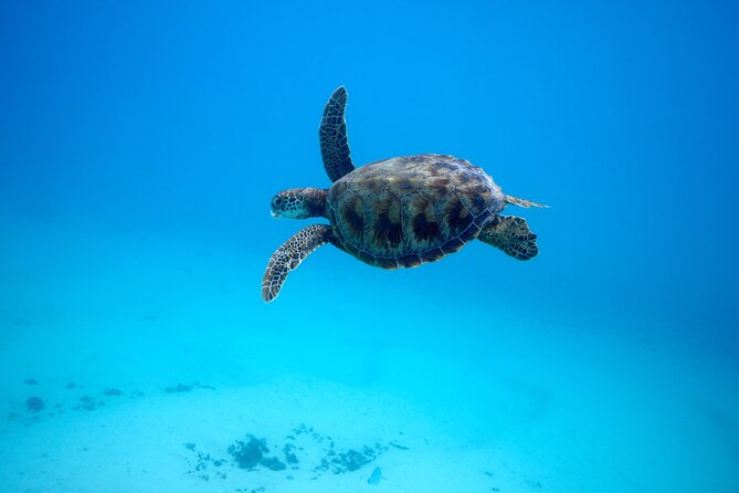 Private tour in Moorea by boat, visit and snorkeling - Coral gardens, bays, and the open-water search