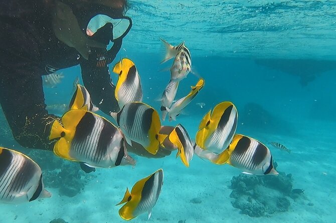 Private tour in Moorea by boat, visit and snorkeling - Snacks and local drinks on board