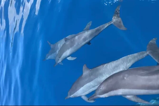 Private tour in Moorea by boat, visit and snorkeling - Timing, meeting point, and cancellation details