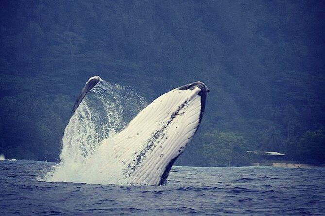 Private tour observing and swimming with humpback whales in Moorea - Key points before you book