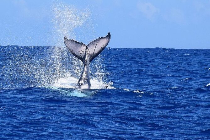 Private tour observing and swimming with humpback whales in Moorea - Rays, sharks, turtles, and other lagoon life