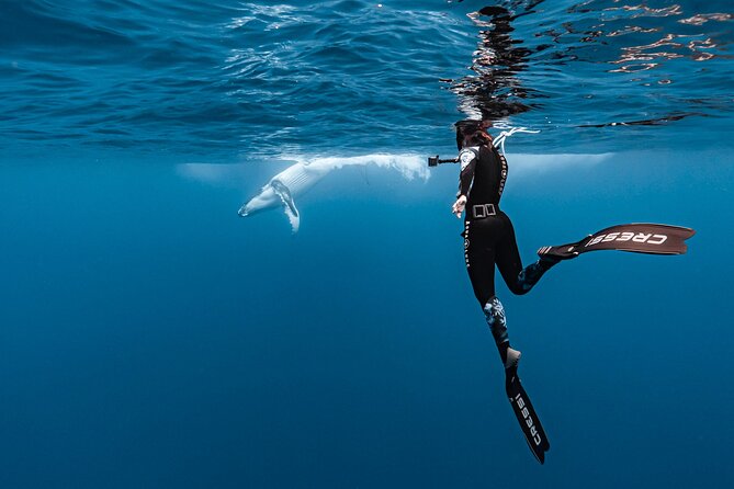 Private tour whale watching and snorkeling in Moorea - Key points at a glance
