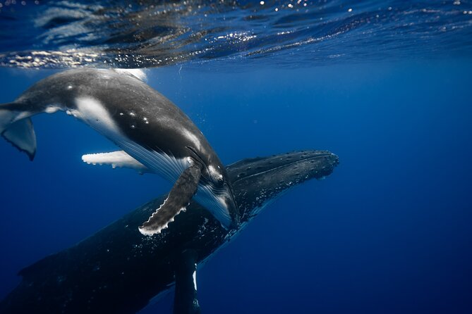 Private tour whale watching and snorkeling in Moorea - Setting out from Moorea’s cruise quay