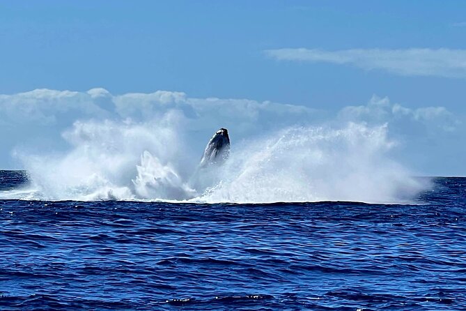 Private tour whale watching and snorkeling in Moorea - Snorkeling with whales: the important limits
