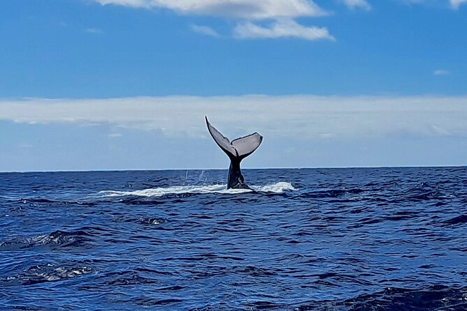 Private tour whale watching and snorkeling in Moorea - A useful fallback in Moorea’s lagoon