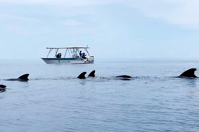 Private tour whale watching and snorkeling in Moorea - Safety and animal welfare come before a photo